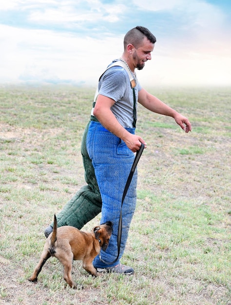 Foto joven pastor belga entrenando en la naturaleza para la seguridad