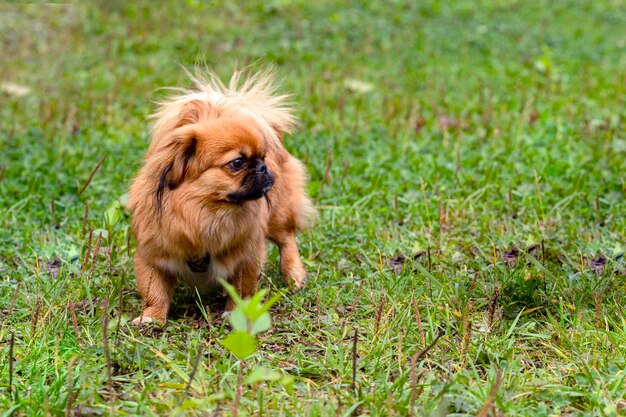 Joven pecinés gracioso jugando en un campo verde