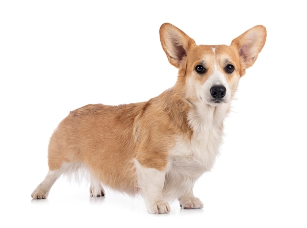 Joven Pembroke Welsh Corgi aislado