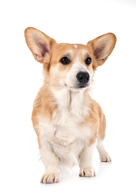 Joven Pembroke Welsh Corgi delante de una superficie blanca