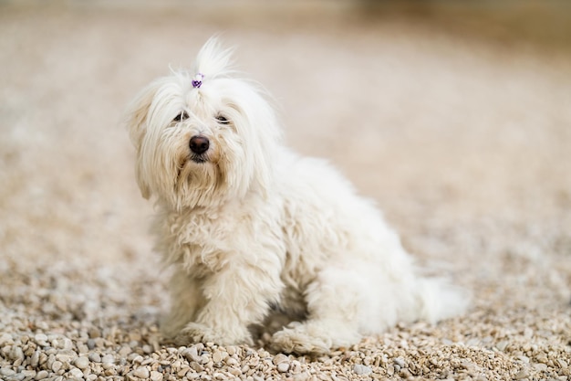 Joven perro blanco Coton de Tulear sentado y disfrutando de un día soleado en la playa.