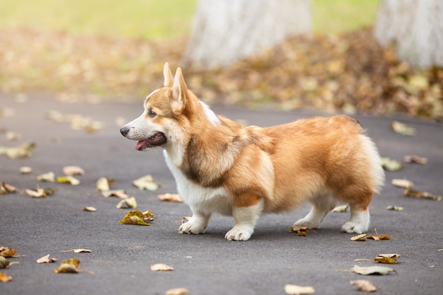 Un joven perro corgi camina con su dueño en un parque de otoño