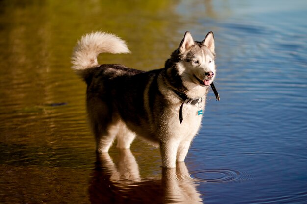 Foto un joven perro husky siberiano macho está en el lago