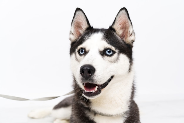 Joven perro husky sobre pared blanca