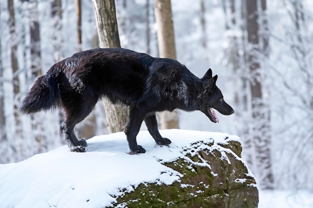 joven perro lobo negro en un bosque en invierno