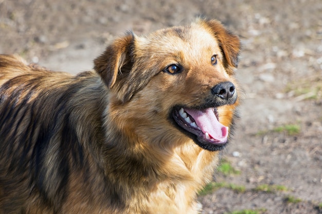 Un joven perro marrón con la boca abierta en tiempo soleado