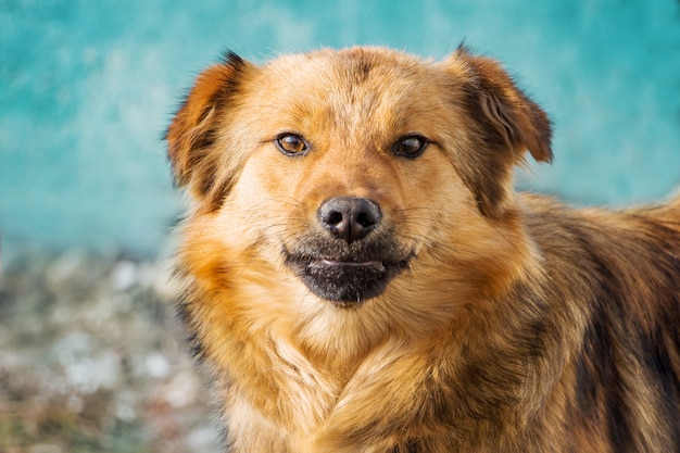 Un joven perro marrón sobre un fondo azul en tiempo soleado