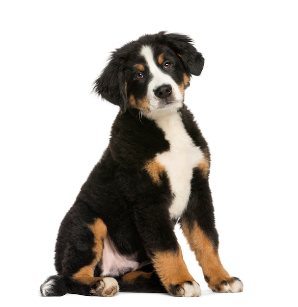 Joven perro de montaña de Bernese, aislado en blanco