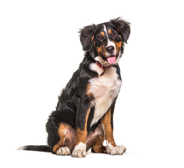 Joven perro de montaña bernese jadeante sentado aislado en blanco