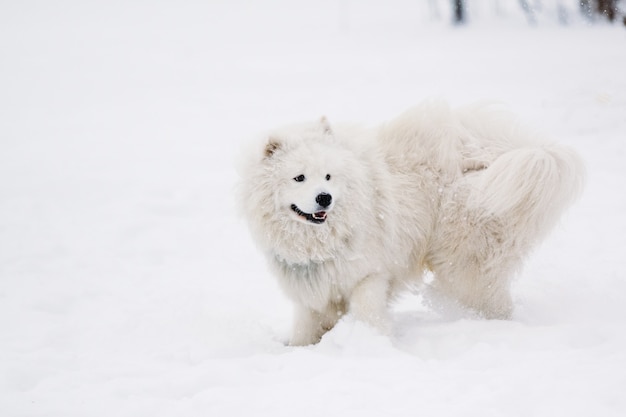 Joven perro samoyedo blanco en la nieve en el patio de recreo