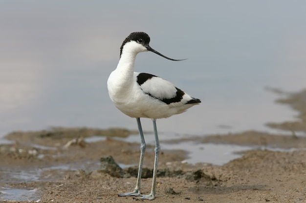 Joven pied avocet (Recurvirostra avosetta) se encuentra en la orilla del lago