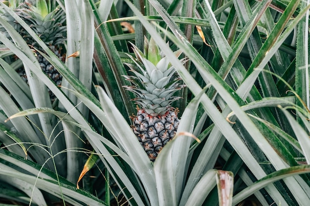 Joven piña verde en el jardín