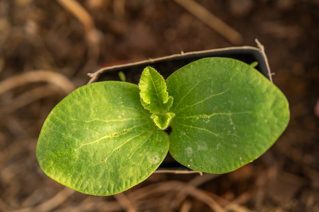 Joven planta de calabaza verde que crece en una maceta. La vista desde arriba