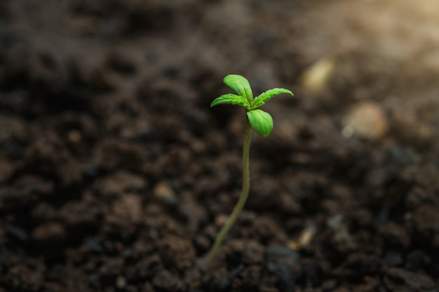 Joven planta de cannabis en el jardín con sol