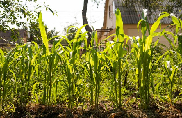 Una joven planta de maíz verde crece en el campo a la luz del sol