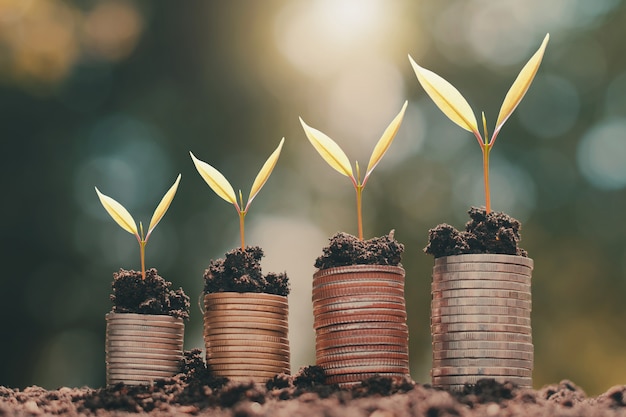 Joven planta que crece en la pila de dinero con el fondo la naturaleza luz del sol