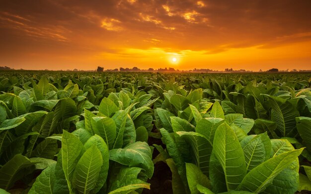 Joven planta de tabaco verde en el campo en la provincia de Sukhothai al norte de Tailandia