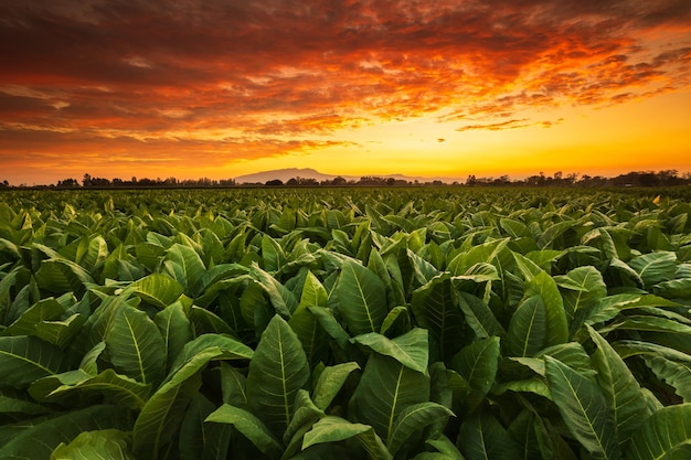 Joven planta de tabaco verde en el campo en la provincia de Sukhothai al norte de Tailandia