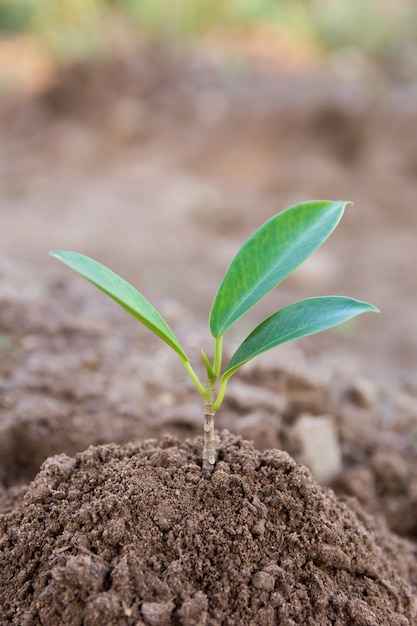 Joven planta verde que crece en el fondo del suelo.