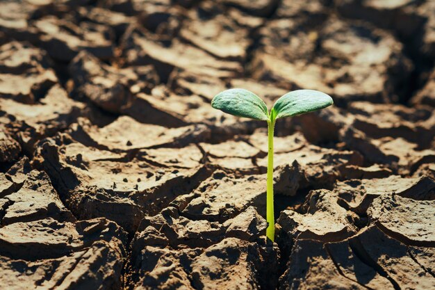 Joven planta verde que crece en el suelo árido