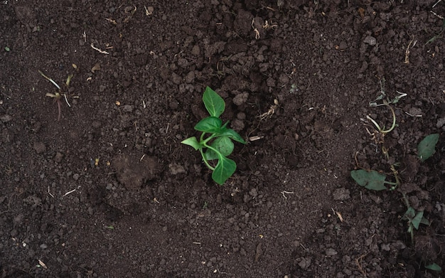 Una joven planta verde recién plantada en el suelo.