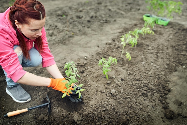 La joven plántula de tomate lista para plantar en el suelo