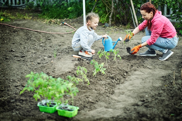 La joven plántula de tomate lista para plantar en el suelo