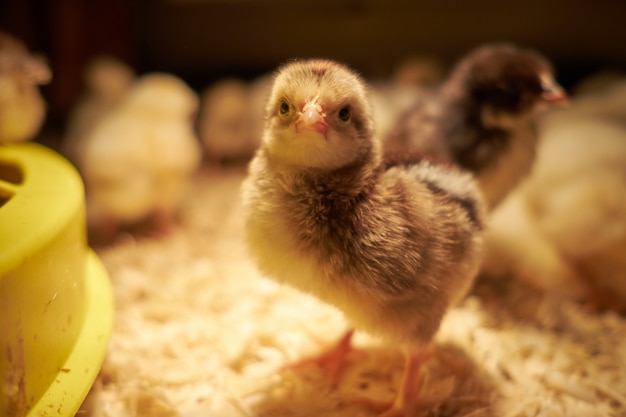 Foto joven pollo amarillo pequeño en incubadora