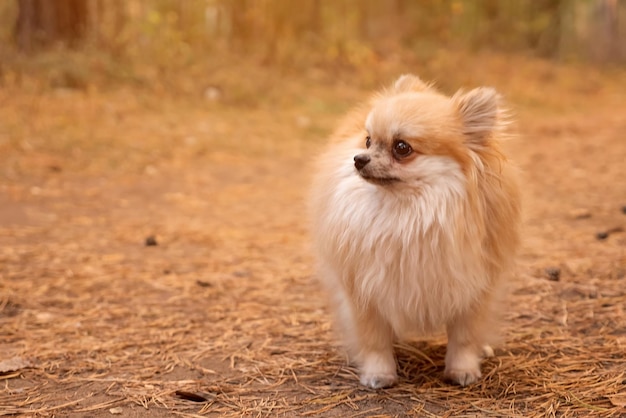 Joven Pomerania rojo mini spitz al aire libre en el parque de otoño