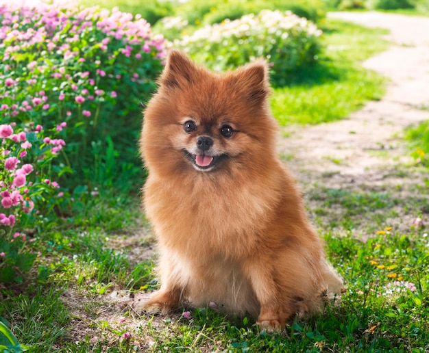 joven pomeraniano frente al fondo de la naturaleza