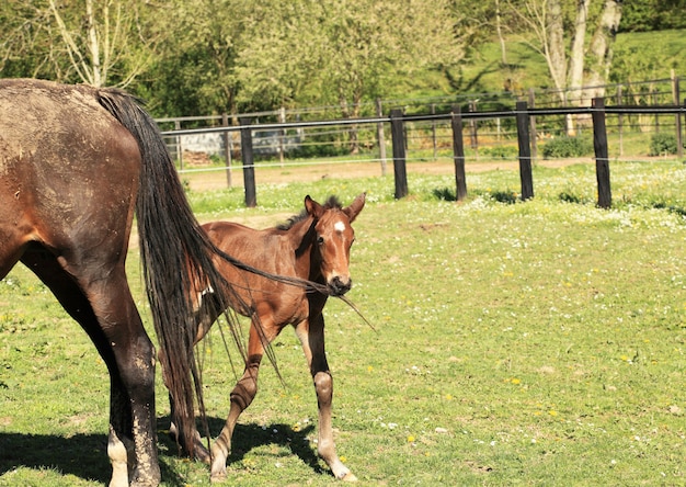 Joven potro con su madre en un campo en primavera