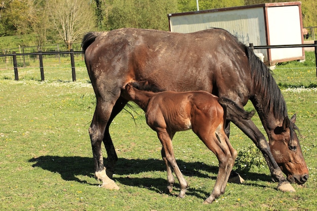 Joven potro con su madre en un campo en primavera