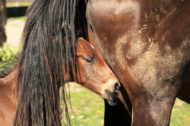 Joven potro con su madre en un campo en primavera