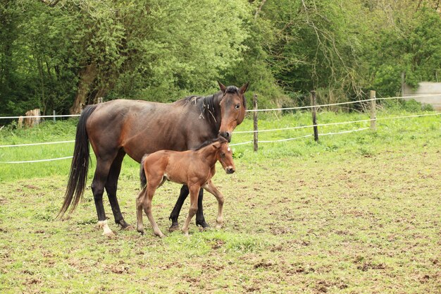 Joven potro con su madre en un campo en primavera