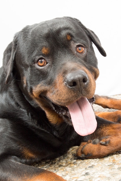 Joven retrato de Rottweiler dentro de una casa