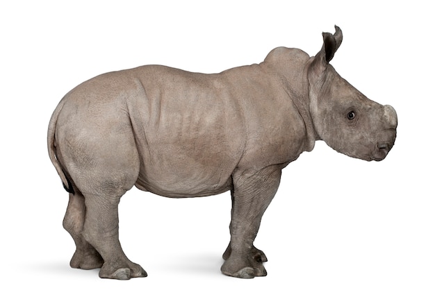 Joven rinoceronte blanco o rinoceronte de labios cuadrados - Ceratotherium simum en un blanco aislado
