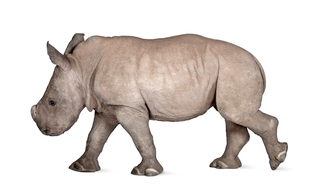 Joven rinoceronte blanco o rinoceronte de labios cuadrados - Ceratotherium simum en un blanco aislado