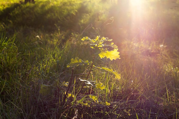 Foto un joven roble al sol