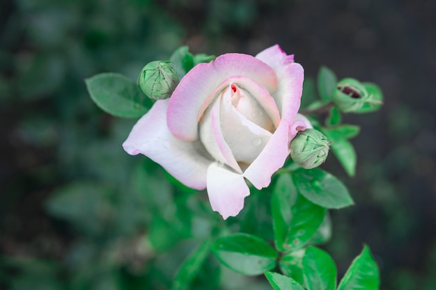 la joven rosa violeta apenas comienza a abrirse