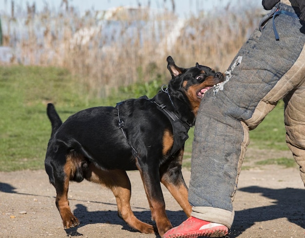 Joven rottweiler entrenando para protección en la naturaleza