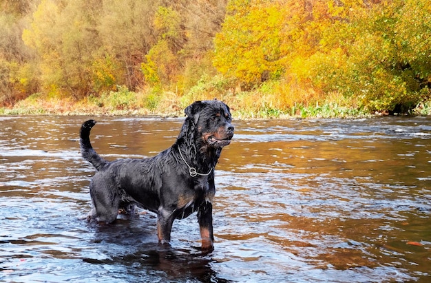 joven rottweiler nadando en un río en verano