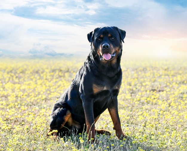 joven rottweiler quedándose en la naturaleza en verano