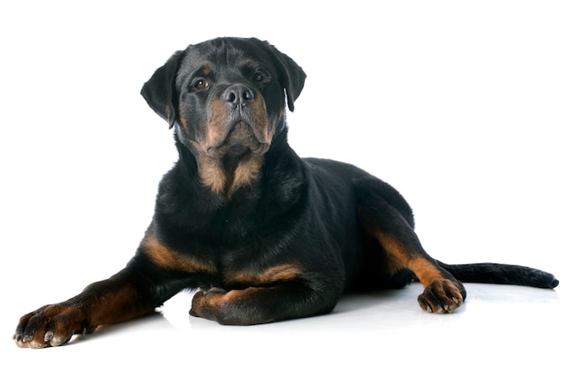 joven rottweiler