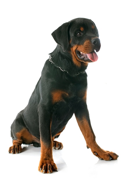 joven rottweiler