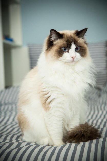 Joven sano y hermoso gato Ragdoll de pura raza en la cama