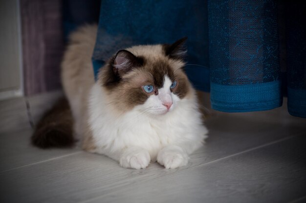 Joven sano y hermoso gato Ragdoll de pura raza en casa