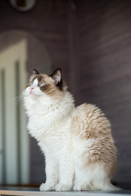 Joven sano y hermoso gato Ragdoll de pura raza en casa