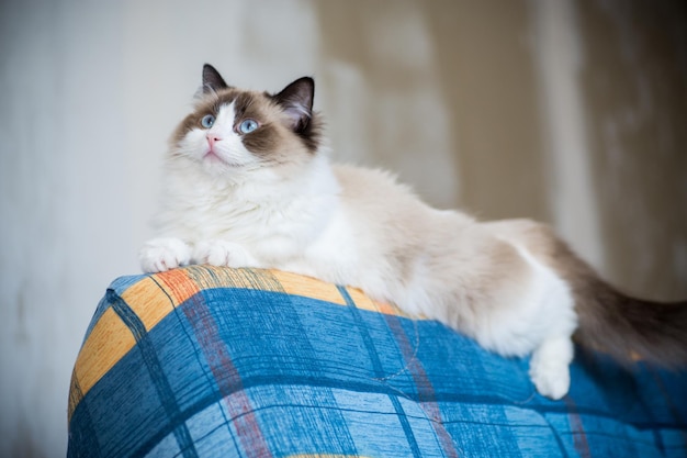 Joven sano y hermoso gato Ragdoll de pura raza en casa