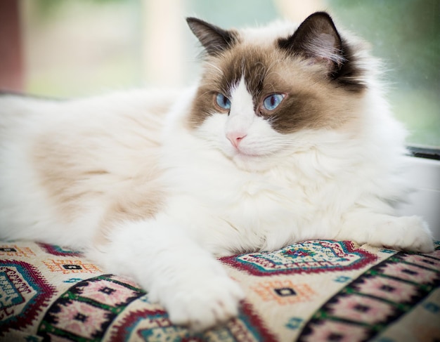 Foto joven sano y hermoso gato ragdoll de pura raza en casa