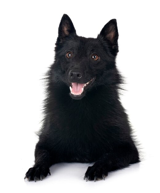 Foto el joven schipperke en el estudio